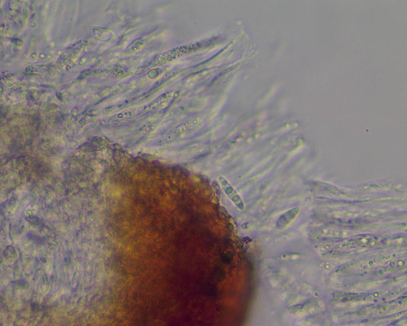 Segestria leptalea image