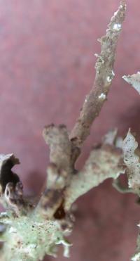 Image of Cladonia macroceras