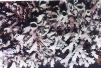 Image of Heterodermia magellanica