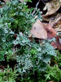 Cladonia multiformis image