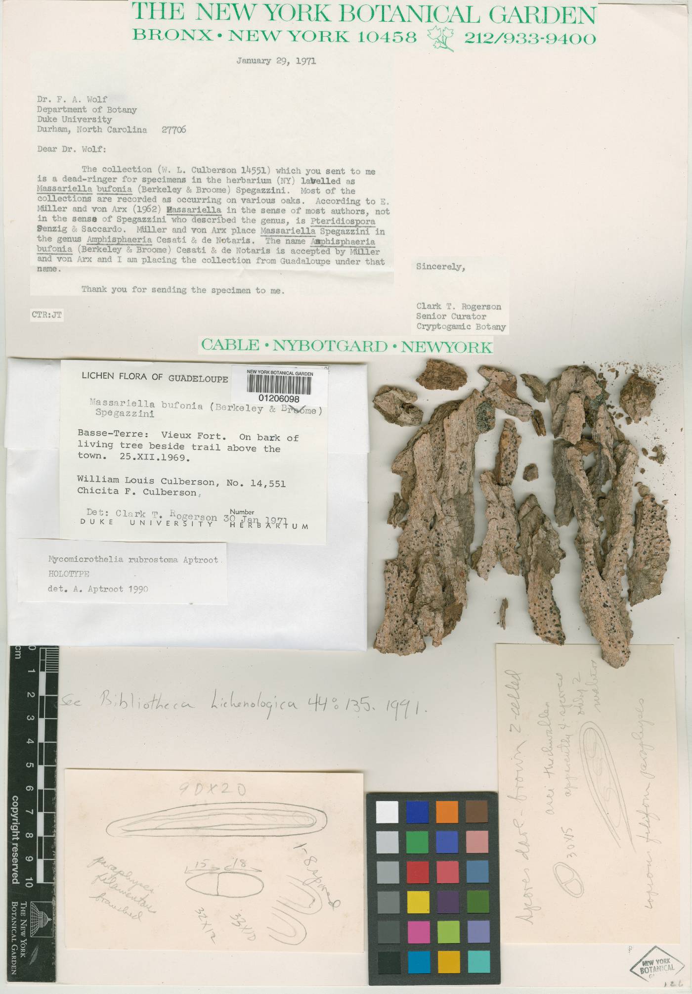 Bogoriella rubrostoma image