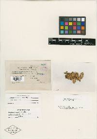 Lobaria adscripturiens image