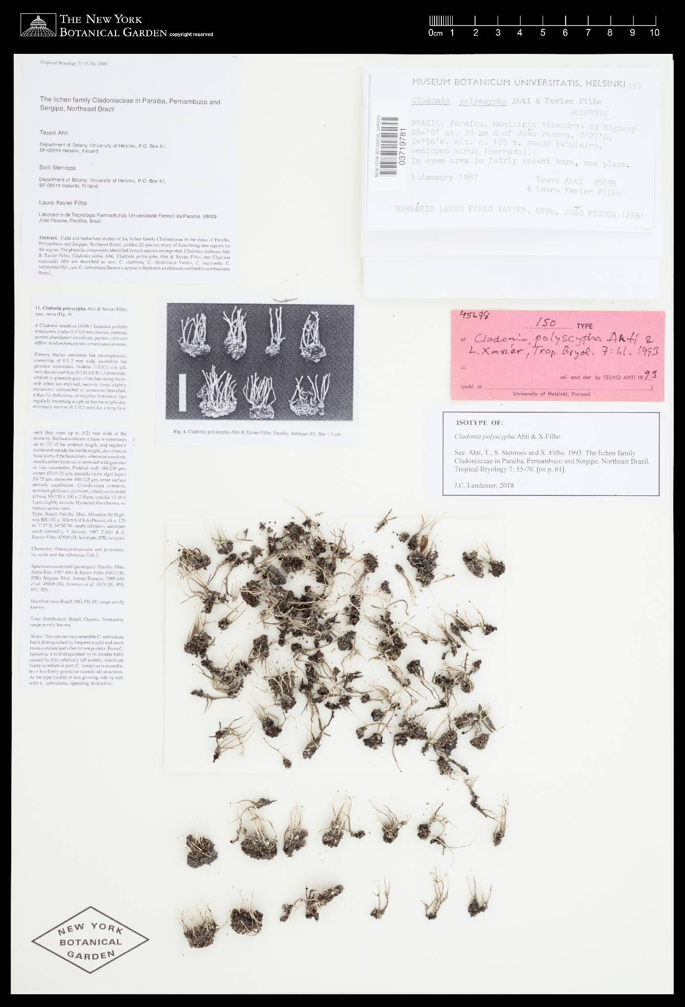 Cladonia polyscypha image