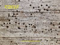 Cyphelium trachylioides image
