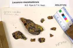 Image of Lecanora mazatzalensis