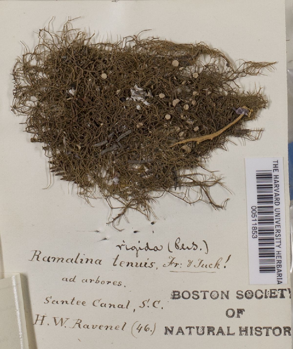 Ramalina rigida image