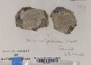 Lecanora pallida image