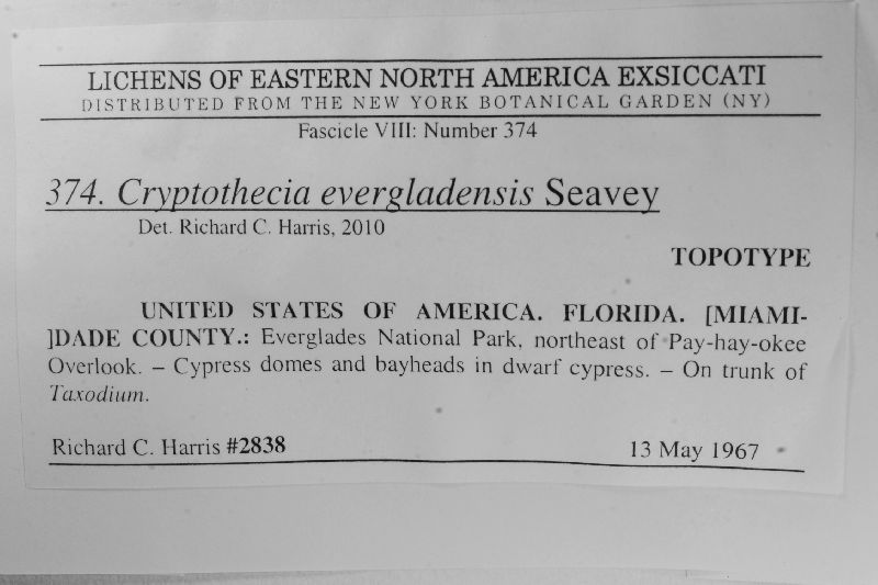 Cryptothecia evergladensis image