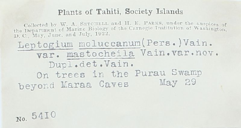 Leptogium moluccanum image