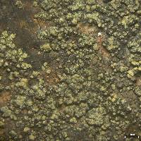 Lecanora subaurea image