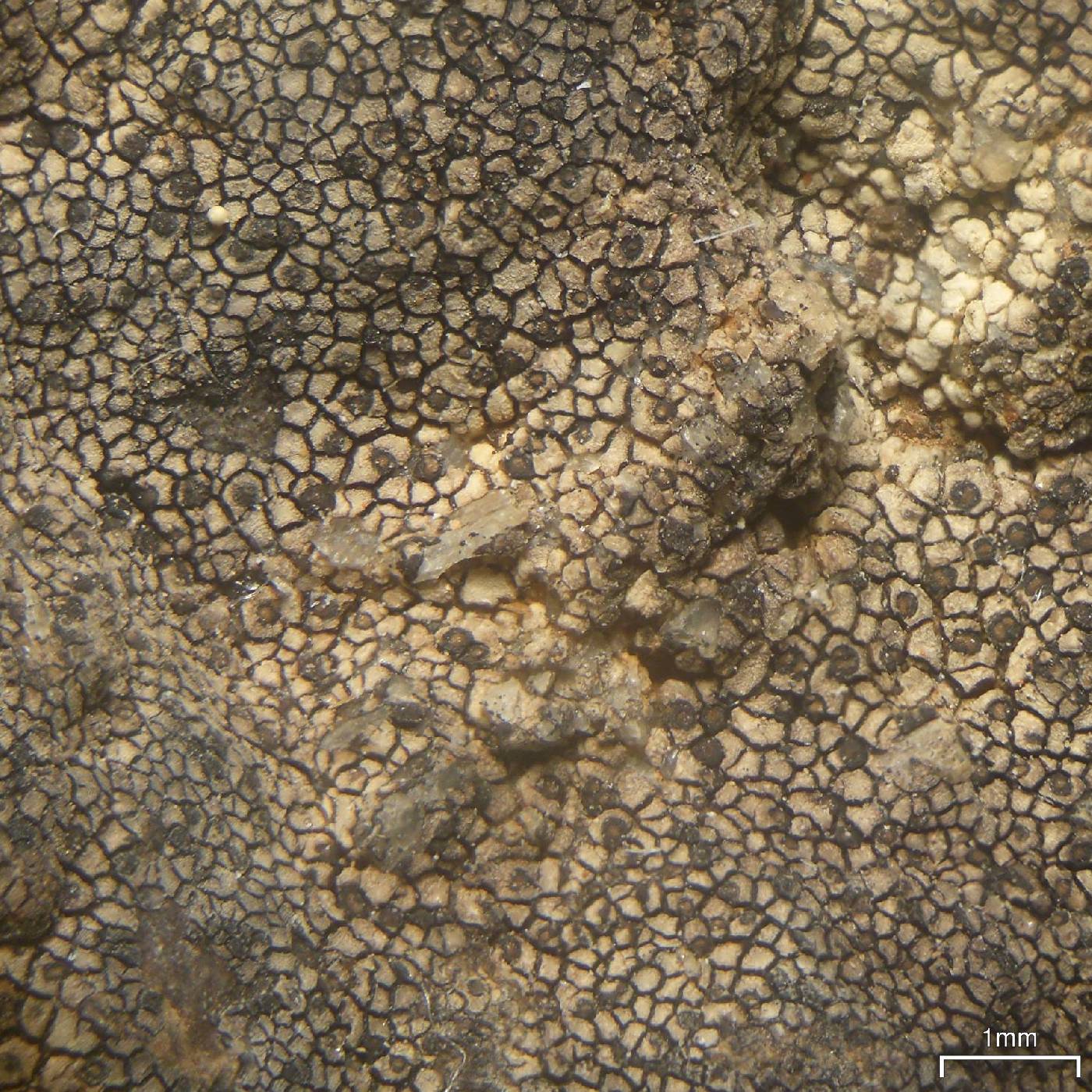 Staurothele lecideoides image