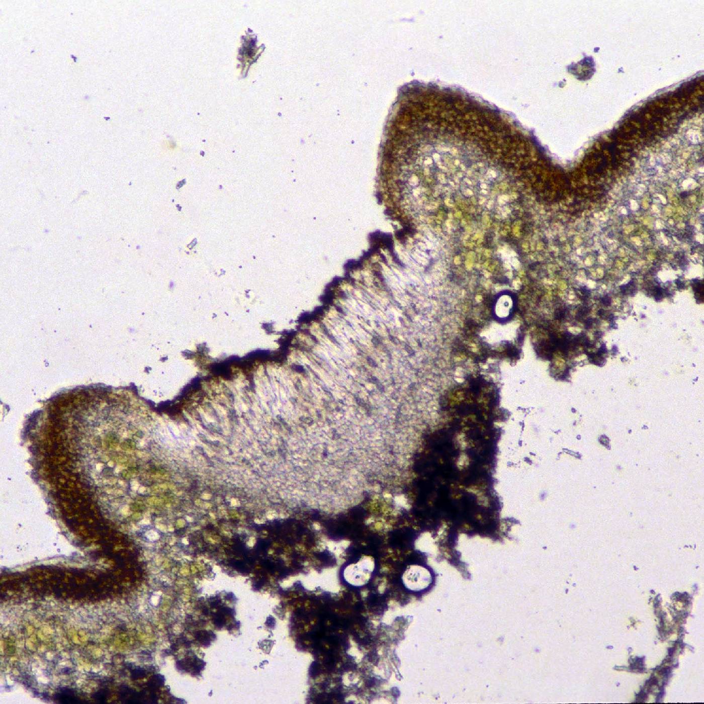 Protoparmeliopsis bipruinosa image