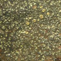 Lecanora subaurea image