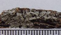 Phaeophyscia hirsuta image