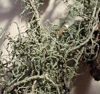 Usnea hirta image