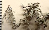 Ramalina pollinaria image