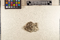 Lecanora chlarotera image