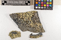 Lecanora epanora image