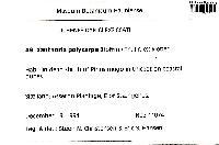 Polycauliona polycarpa image