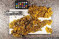 Xanthoria parietina image