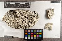 Lecanora sulfurescens image