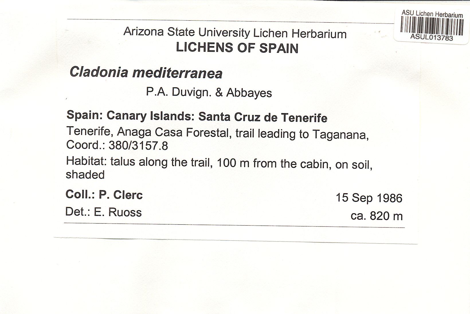 Cladonia mediterranea image