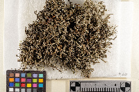 Cladonia rangiformis image