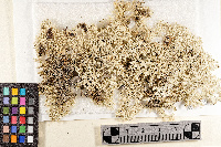 Pulchrocladia retipora image