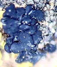 Collema texanum image