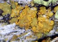 Flavoplaca citrina image