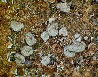 Image of Cladonia imbricarica