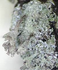 Cladonia fimbriata image