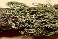 Usnea hirta image