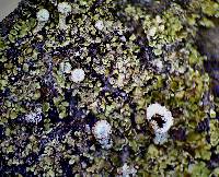 Cladonia pyxidata image