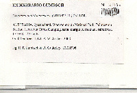 Diorygma hieroglyphicum image