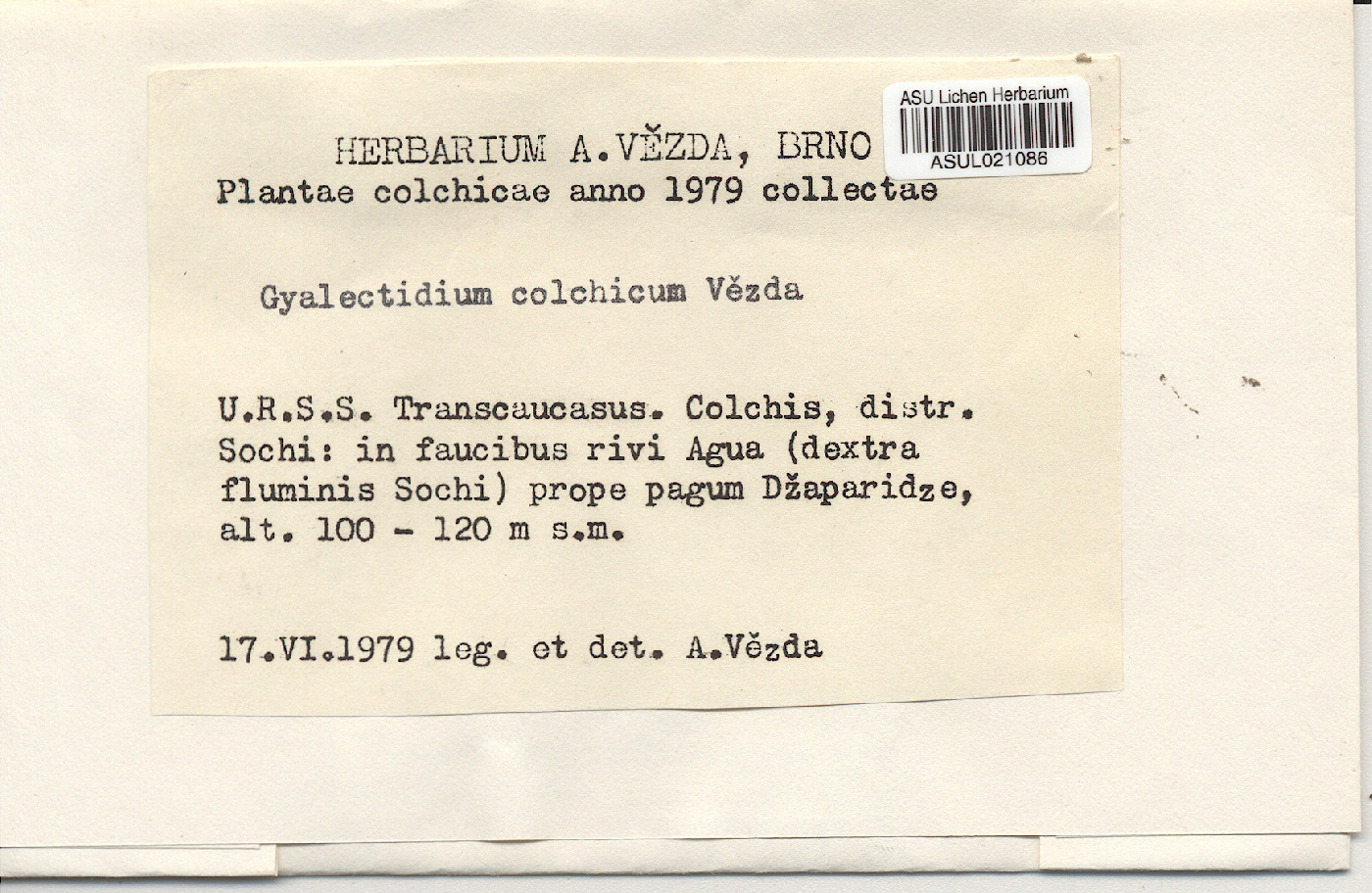 Gyalectidium colchicum image