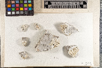 Lecanora admontensis image