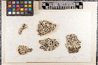 Lecanora carpinea image