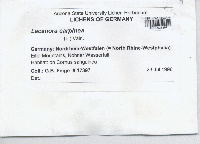 Lecanora carpinea image