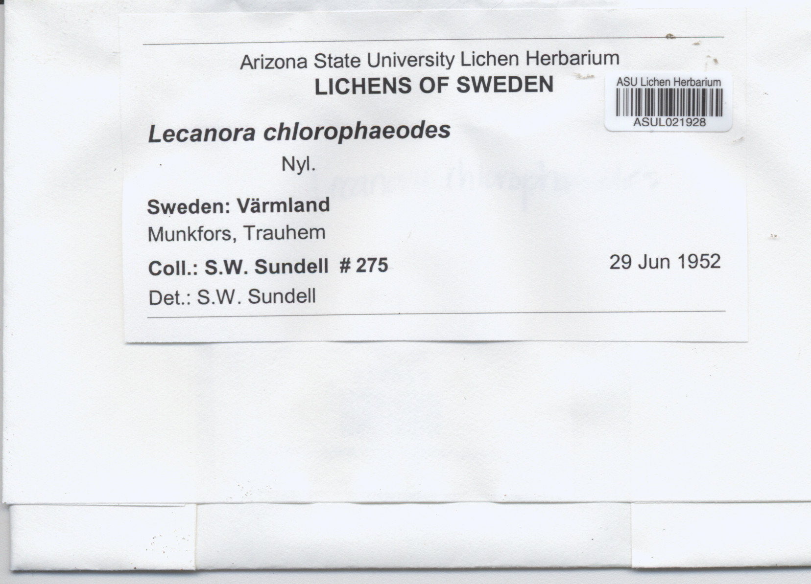 Lecanora chlorophaeodes image