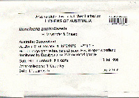 Dimelaena australiensis image