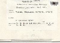 Evernia prunastri image