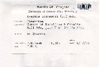 Evernia prunastri image