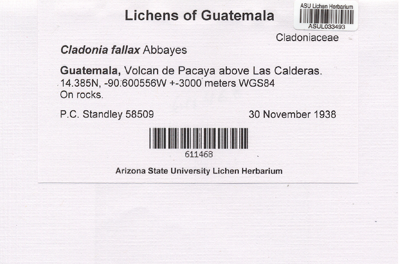 Cladonia fallax image