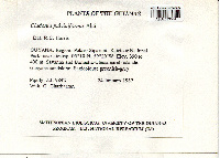 Cladonia pulviniformis image