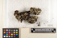 Cladonia caespiticia image