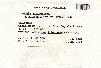 Cladonia capitellata image
