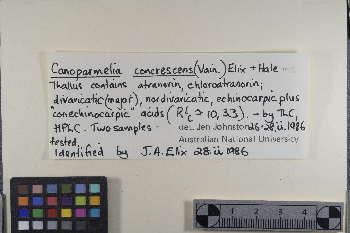 Canoparmelia concrescens image