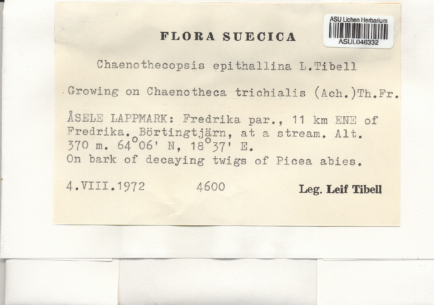 Chaenothecopsis epithallina image
