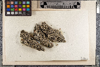 Lecanora gangaleoides image